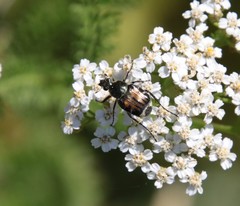 Trichiotinus affinis