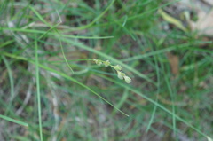 Carex canescens