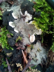 Fungi