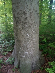 Fagus sylvatica