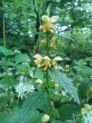 Lamium galeobdolon
