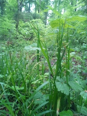 Carex sylvatica