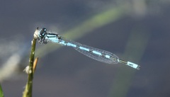 Enallagma laterale