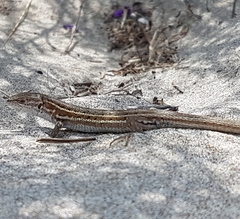 Psammodromus edwarsianus
