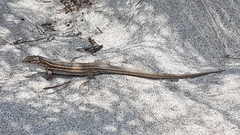 Psammodromus edwarsianus
