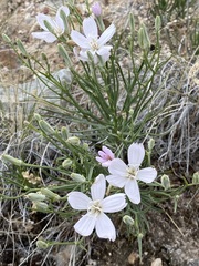 Lygodesmia grandiflora