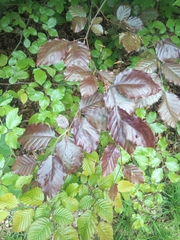 Fagus sylvatica