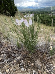 Lygodesmia grandiflora