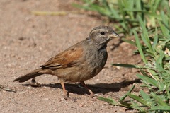 Emberiza sahari