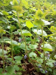 Glechoma hederacea