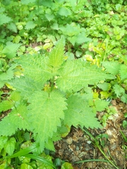Urtica dioica