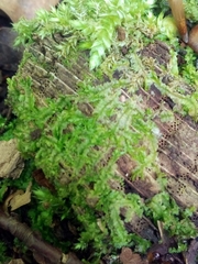 Lophocolea heterophylla