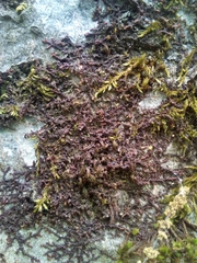 Frullania dilatata