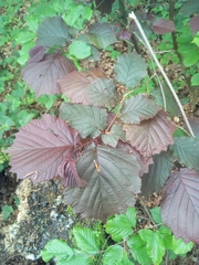 Corylus avellana