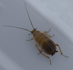 Ectobius lapponicus