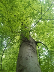 Fagus sylvatica