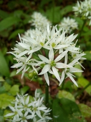 Allium ursinum