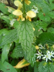 Lamium galeobdolon