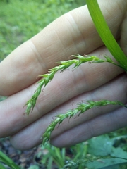 Carex sylvatica