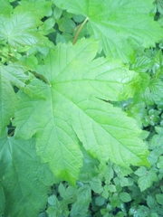 Acer pseudoplatanus