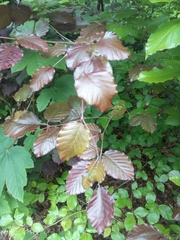 Fagus sylvatica