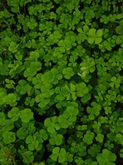 Marsilea polycarpa