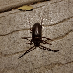 Prionus californicus