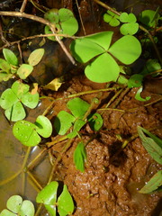 Marsilea polycarpa