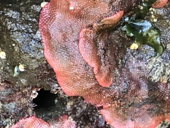 Watersipora subtorquata