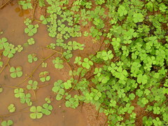 Marsilea polycarpa