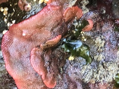 Watersipora subtorquata