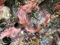 Watersipora subtorquata