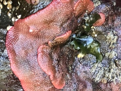 Watersipora subtorquata