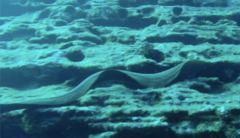 Gymnothorax castaneus