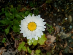 Bellis perennis