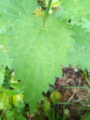 Urtica dioica