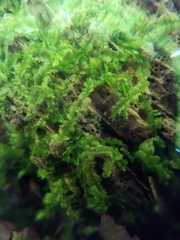 Lophocolea heterophylla