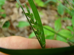 Carex ormostachya