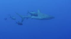 Carcharhinus galapagensis