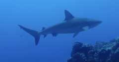Carcharhinus galapagensis