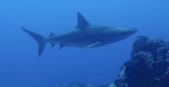 Carcharhinus galapagensis