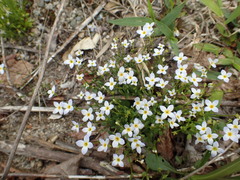 Houstonia caerulea