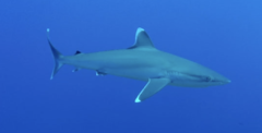 Carcharhinus albimarginatus