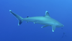 Carcharhinus albimarginatus