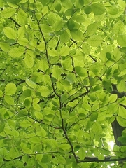 Fagus sylvatica