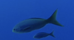 Cephalopholis colonus