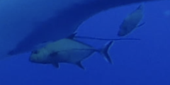 Caranx lugubris