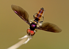 Ocyptamus antiphates