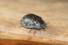 Ospidus chrysomeloides