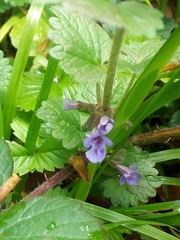 Glechoma hederacea